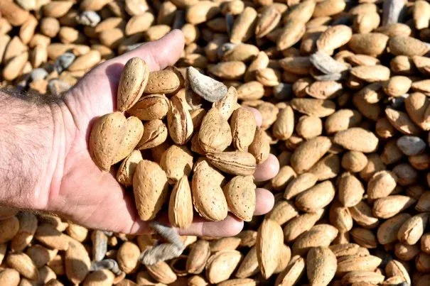 AIX-EN-PROVENCE : Filière agricole - Le Roy René concrétise son pari de l'amande 100 % provençale