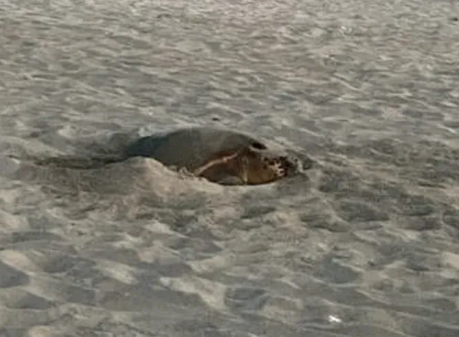 LE BARCARÈS : Biodiversité - Une tortue marine a pondu sur une plage, premier nid de la saison en Oc
