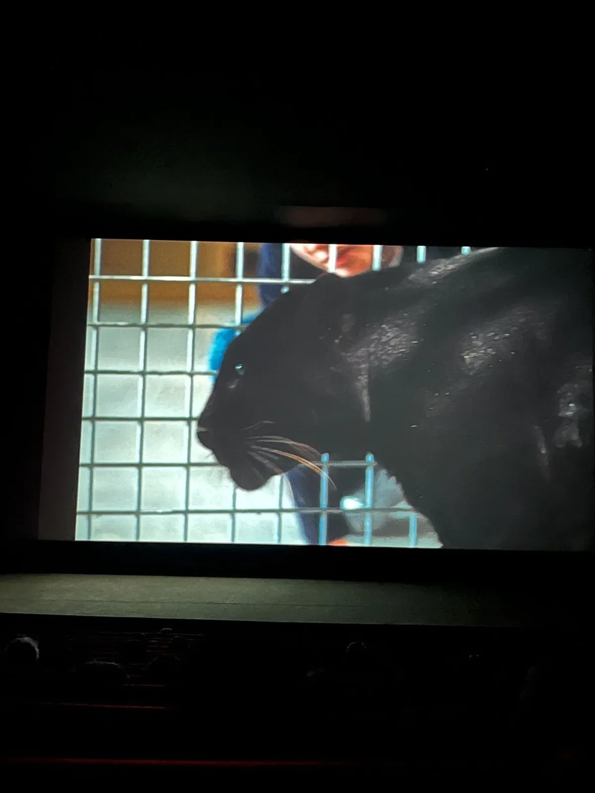 MARTIGUES : Bien-être animal - L'exploitation d'une panthère dans un film indigne une association