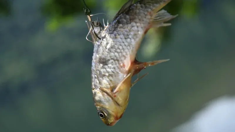 NICE : Protection animale - Mobilisation contre la vente de crabes vivants pour la pêche au vif chez