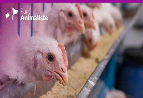 PARIS : Loi d'urgence agricole - Le Parti animaliste dénonce une « fuite en avant »