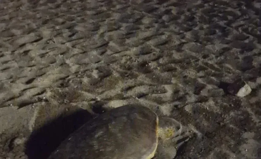 SAINT-RAPHAËL : Environnement - Première ponte de tortue marine de la saison 2026 sur la Côte d'Azur