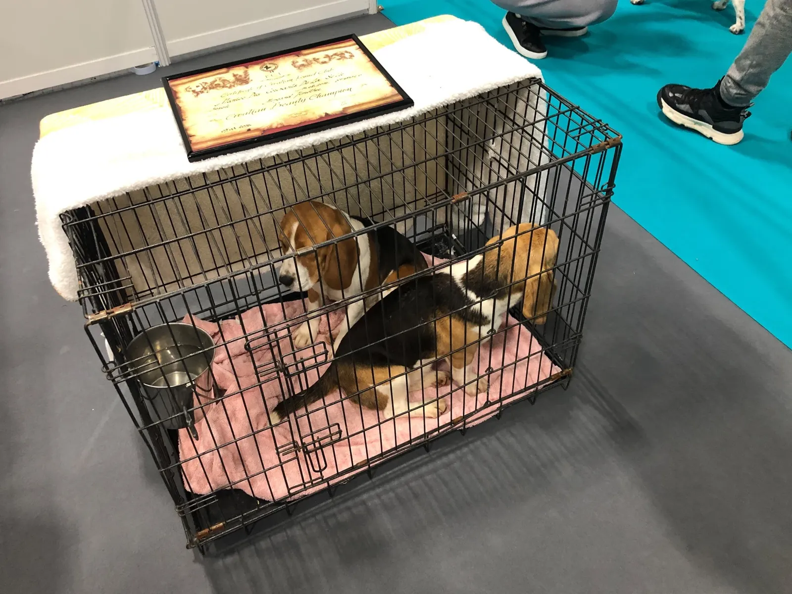 SALON-DE-PROVENCE : Protection animale - L'association PAZ se mobilise contre un salon du chiot