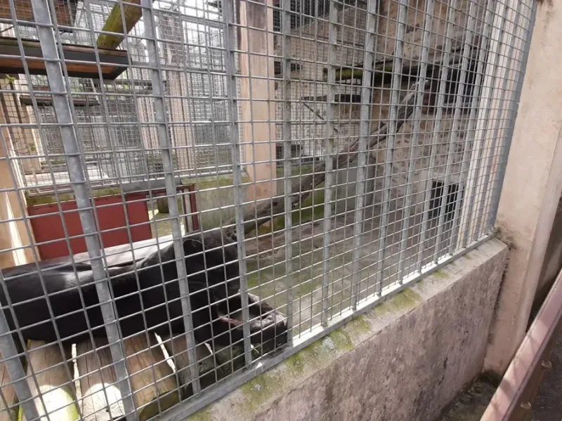 MARTIGUES : Bien-être animal - L'exploitation d'une panthère dans un film indigne une association