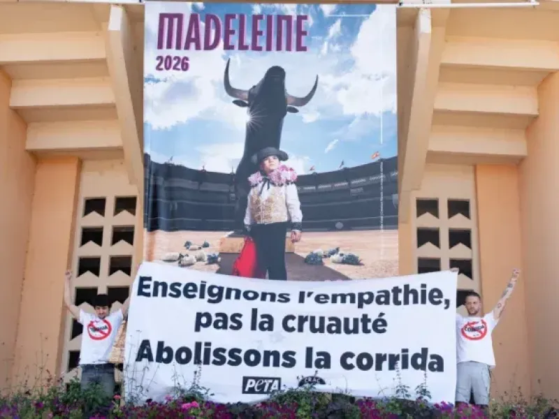 MONT-DE-MARSAN : Action anti-corrida - Un militant en garde à vue pendant près de 20 heures