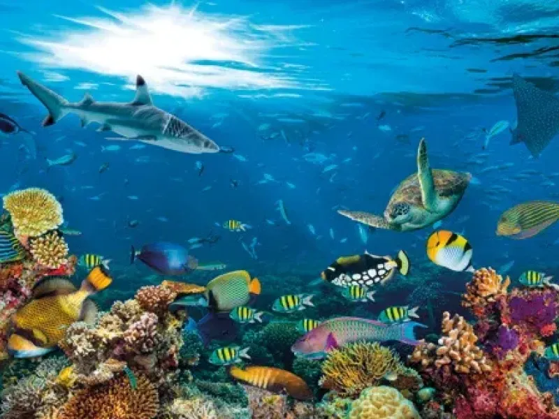 LA SEYNE-SUR-MER : Environnement - Le salon Mare Nostrum pour sensibiliser à la protection du milieu