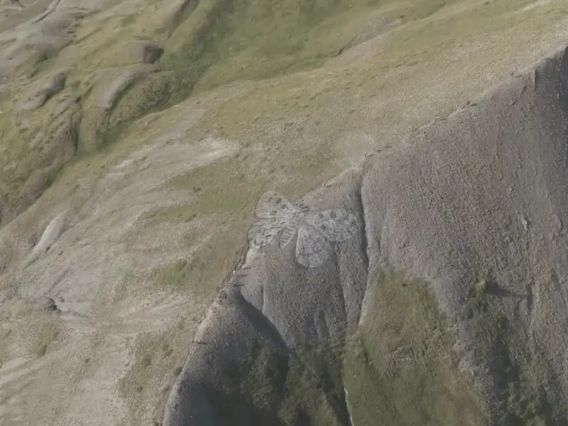 VARS : Sport et Art - Le Vars Mountain Trail se transforme en galerie à ciel ouvert