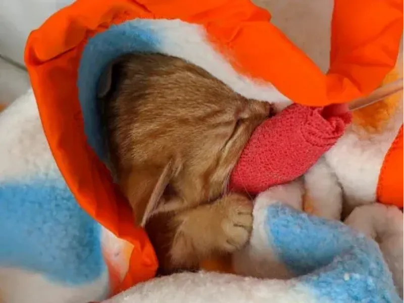 BRIGNOLES : Solidarité - Une collecte nationale face à la recrudescence des abandons d'animaux
