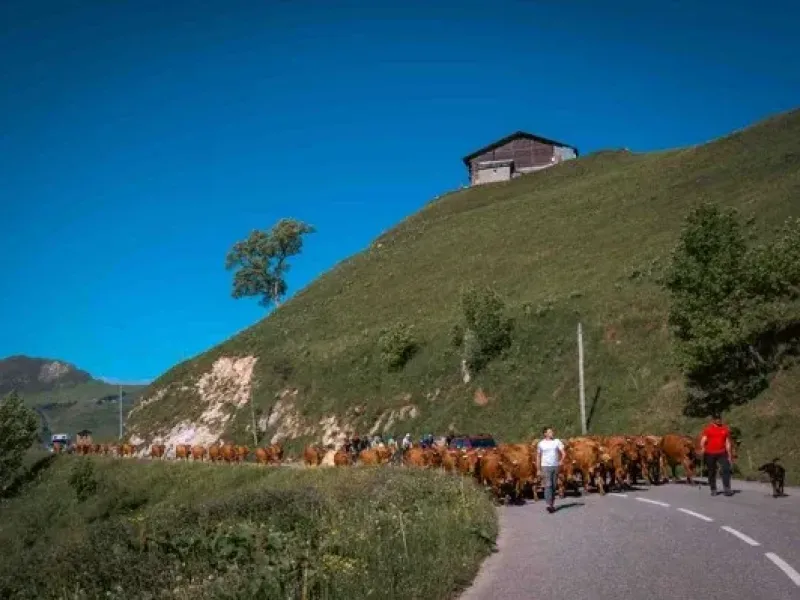 LA PLAGNE : Terroir - Vivez la montée en alpage d'un producteur de Beaufort